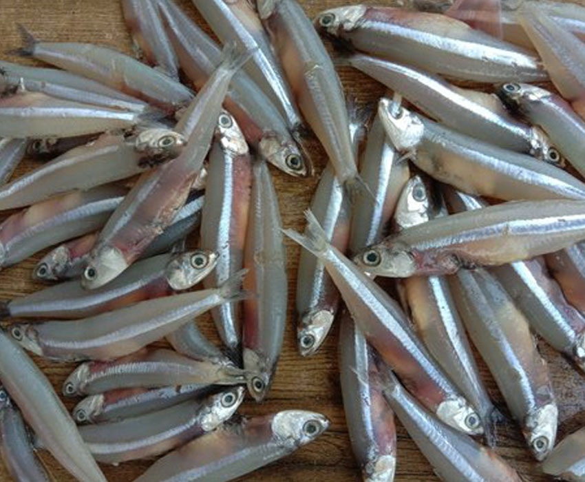 Anchovy / Nethili Fish in electronic city