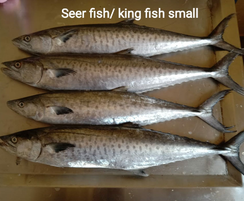 seer / king fish in electronic city