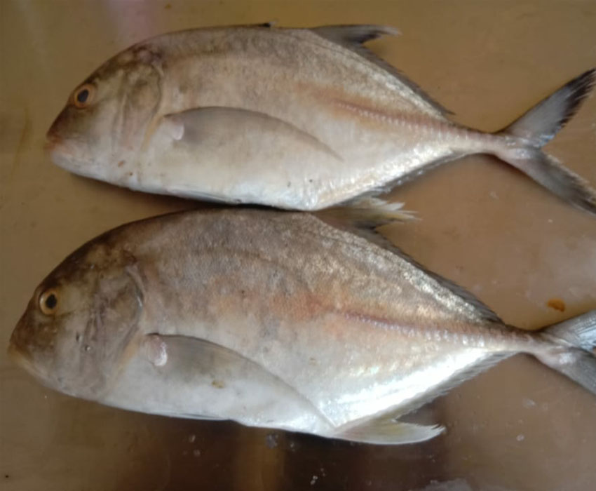 Trevally Fish in electronic city