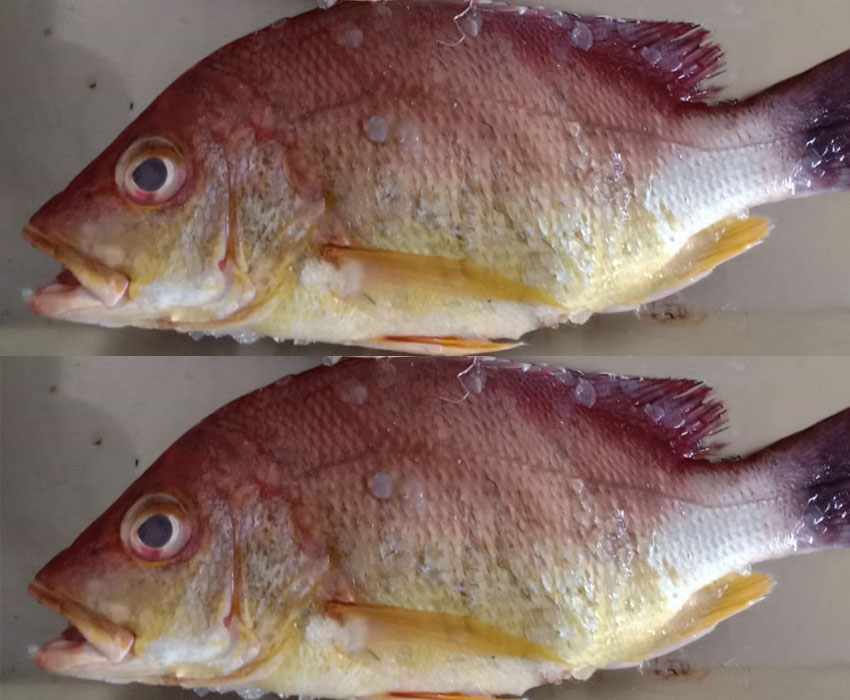 Yellow Parrot Fish in electronic city